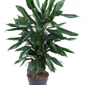 Dracaena Janet Lind Dracaena Janet Lind busch P21
(1 Plants/Order)(21cmP 90cmH)