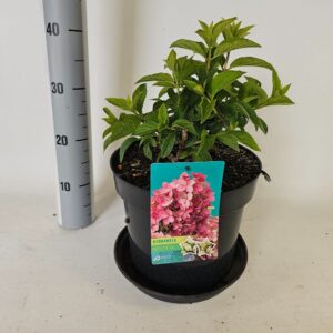 Hydrangea paniculata Hydrangea pan. Petite star
(1 Plants/Order)(29cmP 65cmH)