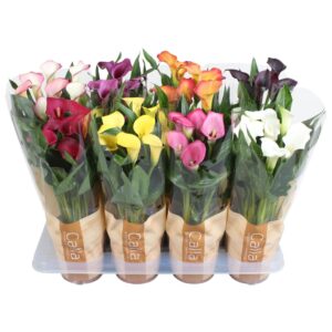 Zantedeschia mixed Calla in bedrukte hoes
(8 Plants/Order)(13cmP 40cmH)