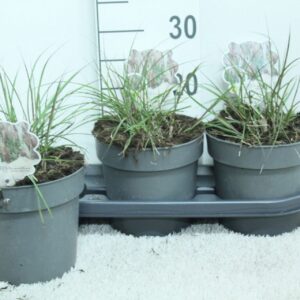 Miscanthus Red Chief Miscanthus sin. 'Red Chief' P19
(3 Plants/Order)(19cmP 30cmH)