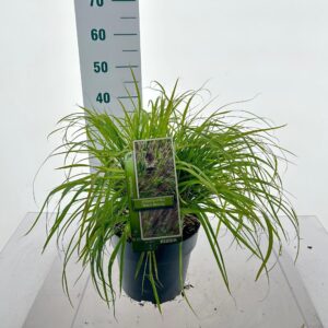 Pennisetum alopecuroides Pennisetum alopecuroides 'Black Beauty'
(1 Plants/Order)(23cmP 45cmH)