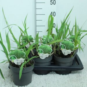Miscanthus x giganteus Miscanthus x giganteus P17
(6 Plants/Order)(17cmP 40cmH)
