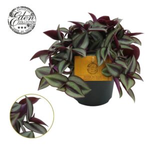 Tradescantia Purpusii Zebrina Compacta 10,5cm
(6 Plants/Order)(10.5cmP 10cmH)