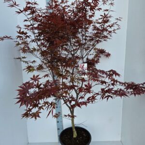 Acer palmatum Red Emperor Acer palmatum 'Red Emperor'
(1 Plants/Order)(36cmP 160cmH)