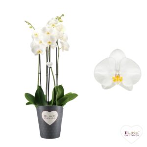 Phalaenopsis Anthura Oxford Duetto Oxford - 4 spike
(5 Plants/Order)(17cmP 70cmH)
