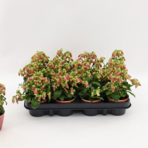 Kalanchoe Dream Bells Kalanchoe Dream Bells, with potcover
(12 Plants/Order)(8cmP 15cmH)