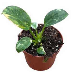 Philodendron philodendron green congo hybrid
(9 Plants/Order)(10.5cmP 20cmH)