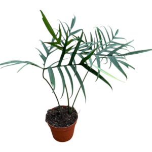 Philodendron philodendron polypodiodes
(8 Plants/Order)(14cmP 40cmH)