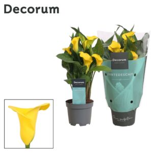 Zantedeschia Sunclub Zantedeschia (Calla) dark yellow (Decorum)
(12 Plants/Order)(10.5cmP 30cmH)