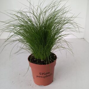 Stipa tenuifolia Stipa ponytails (minimale bestelling: 4 lagen)
(10 Plants/Order)(12cmP 30cmH)