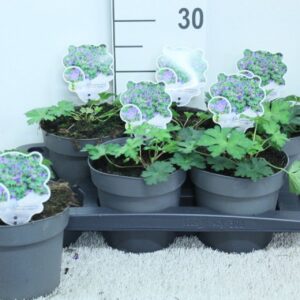 Geranium Rozanne Geranium 'Rozanne' P17
(6 Plants/Order)(17cmP 20cmH)