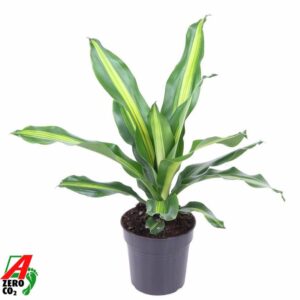 Dracaena Burley Dracaena Burley kopstek P17
(6 Plants/Order)(17cmP 60cmH)