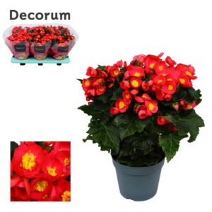 Begonia Valentino Pink Begonia ''valentino pink'' Decorum
(6 Plants/Order)(14cmP 32cmH)
