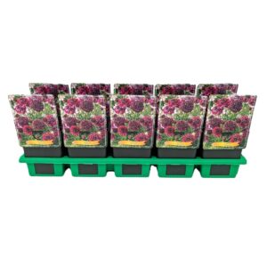 Scabiosa Scabiosa 'Barocca' P11
(10 Plants/Order)(11cmP 25cmH)