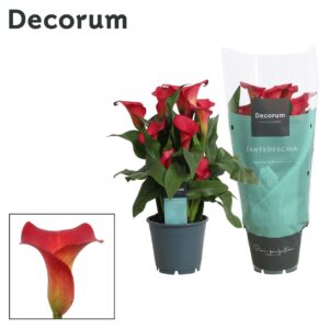 Zantedeschia Red Alert Zantedeschia (Calla) red (Decorum)
(8 Plants/Order)(14cmP 40cmH)