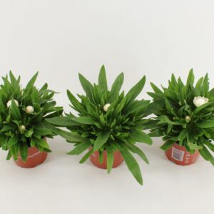 Bracteantha Dreamtime Jumbo White Bracteantha Dreamtime / strobloem white
(9 Plants/Order)(12cmP 25cmH)