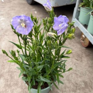 Campanula persicifolia Takion Blue Campanula takion Blue
(1 Plants/Order)(17cmP 50cmH)