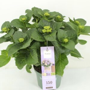 Hydrangea Hokomathyst Magical Amethyst blue
(1 Plants/Order)(23cmP 50cmH)