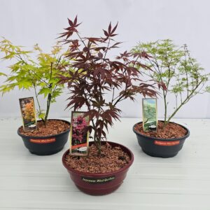 Acer palmatum Acer palmatum 23cm Schaal
(1 Plants/Order)(23cmP 50cmH)