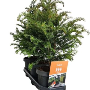 Taxus baccata Hedgeline Taxus baccata 40-50 C3
(3 Plants/Order)(19cmP 55cmH)