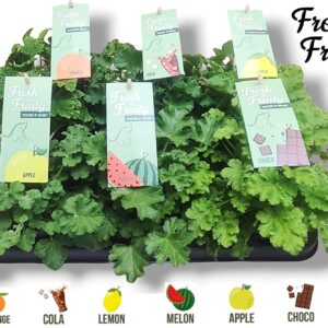 Pelargonium Welrieke Pel. Fresh&Fruity® Mixtray
(8 Plants/Order)(12cmP 20cmH)