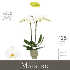 Phalaenopsis white more Ripsen Maistro Bach 2 spike 60 cm in Emilia Green Aquo
(6 Plants/Order)(12cmP 60cmH)