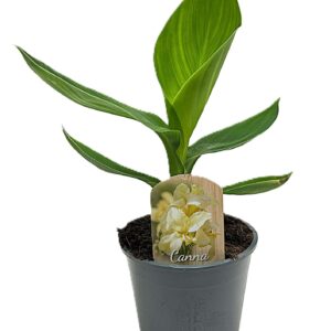 Canna Alaska Canna Alaska Zonder Flower p 14
(8 Plants/Order)(14cmP 35cmH)