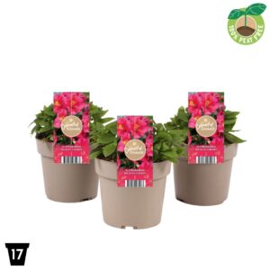 Alstroemeria other Alstroemeria Incalys 'Cherry'
(1 Plants/Order)(17cmP 30cmH)