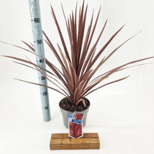 Cordyline Cordyline australis 'Red Star'
(1 Plants/Order)(19cmP 65cmH)