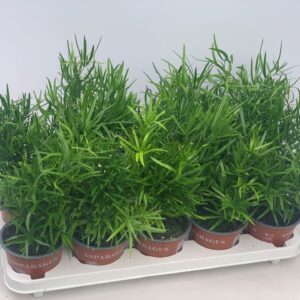 Asparagus falcatus Asparagus Falcatus
(10 Plants/Order)(12cmP 35cmH)