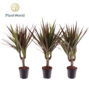 Dracaena Magenta Dracaena Magenta stam 7 cm
(16 Plants/Order)(7cmP 35cmH)