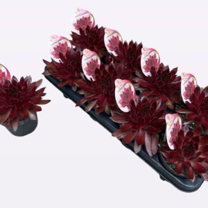 Sempervivum "Chick Charms" Cherries Jubilee
(8 Plants/Order)(12cmP 15cmH)