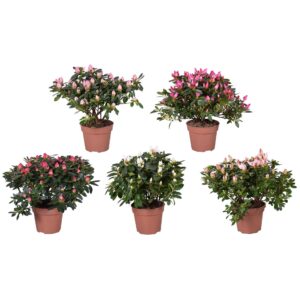 Rhododendron mix Azalea mixed (Voorjaar soorten) 14cm
(6 Plants/Order)(14cmP 32cmH)