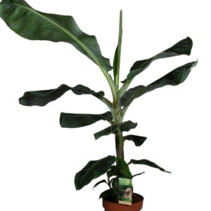 Musa Dwarf Cavendish Musa Dwarf Cavendish
(1 Plants/Order)(21cmP 110cmH)