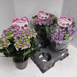 Hydrangea other Antico freshco Rembrandt
(6 Plants/Order)(15cmP 35cmH)