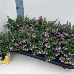 Cuphea hyssopifolia Floriglory Cuphea "Flori Glory"_PINK_T10,5
(10 Plants/Order)(10.5cmP 22cmH)
