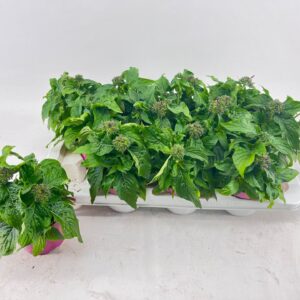 Pentas Graffiti purpel Pentas purpel
(12 Plants/Order)(12cmP 22cmH)