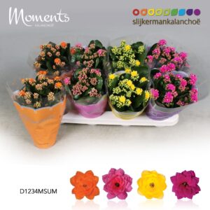 Kalanchoe Kalanchoe Moments - Summer Moments
(8 Plants/Order)(12cmP 24cmH)