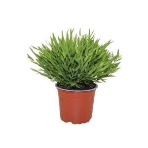 Pogonatherum Monica Bambusa Pogonatherum 'Monica'
(10 Plants/Order)(12cmP 30cmH)