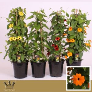 Thunbergia alata Thunbergia P19 Piramide - mix CC
(1 Plants/Order)(19cmP 65cmH)