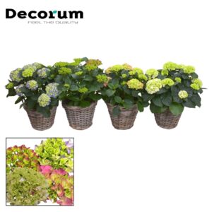 Hydrangea macrophylla Hydrangea ball 10 - 15 kop in Rattan mand (Decorum)
(1 Plants/Order)(23cmP 55cmH)
