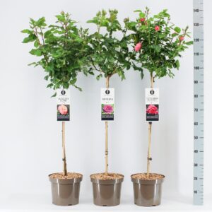 Rosa pink Classics (TH/F) mix, stam 70, C7.5
(1 Plants/Order)(26cmP 100cmH)