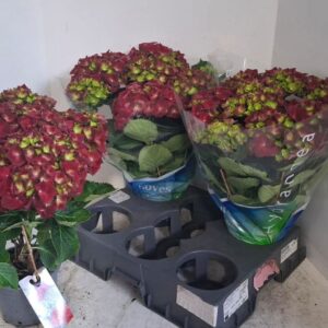 Hydrangea Hi Fire Hydrangea red
(6 Plants/Order)(15cmP 40cmH)