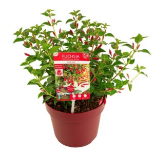 Fuchsia Fuchsia Chilli Red
(1 Plants/Order)(19cmP 25cmH)