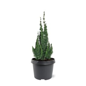 Chamaecyparis Chamaecyparis law. Wissel's Saguaro'
(1 Plants/Order)(19cmP 60cmH)