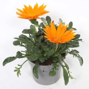 Gazania Giant Deep Orange Gazania Giant orange p12
(12 Plants/Order)(12cmP 22cmH)