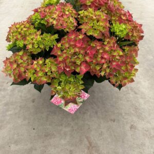 Hydrangea macrophylla Hydrangea macr. roze, 20+kn/bl
(1 Plants/Order)(30cmP 30cmH)