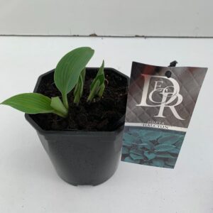 Hosta tardiana Halcyon Hosta 'Halcyon'
(6 Plants/Order)(17cmP 30cmH)