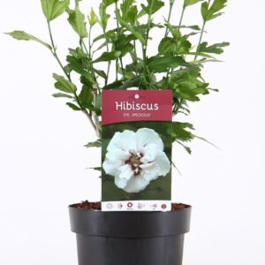 Hibiscus syriacus Speciosus Hibiscus syr. 'Speciosus' P19/C3
(1 Plants/Order)(19cmP 55cmH)