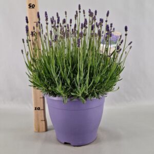 Lavandula angustifolia Hidcote Lavandula Ang. Hidcote 26 Cm
(1 Plants/Order)(26cmP 45cmH)